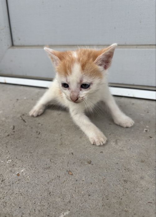 Spre adopție pui de pisică, Caută familie iubitoare!