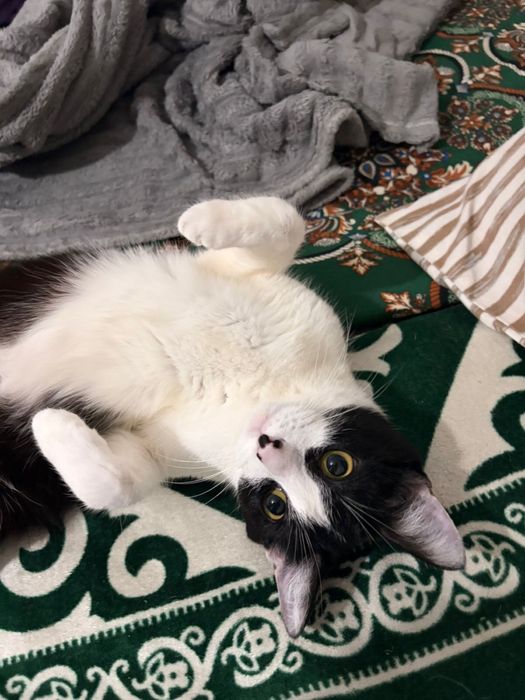 Ищем кота для вязки