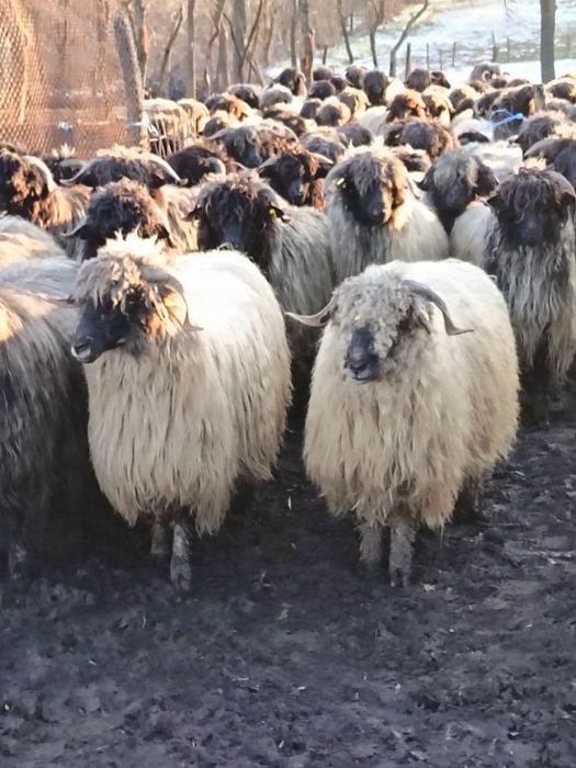 Vând oi tinere fătătoare