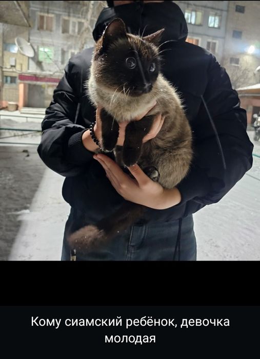 Котята ищут любящий дом