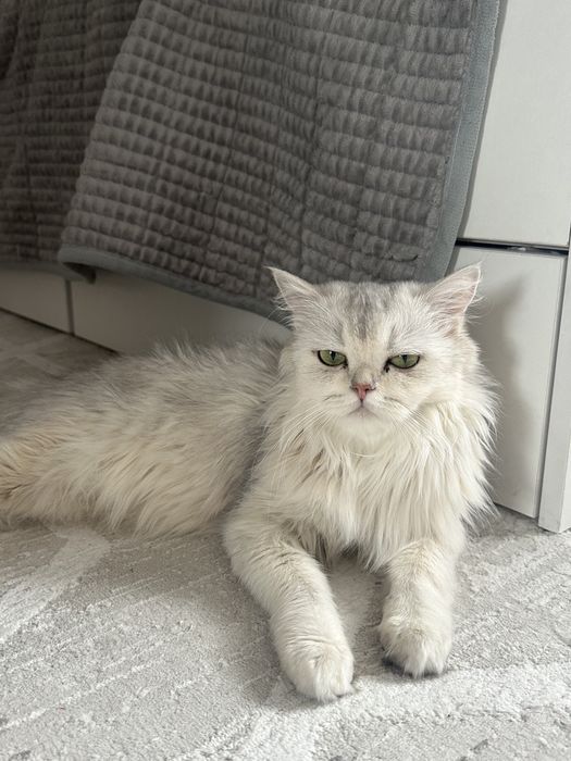 Продам породистых котят