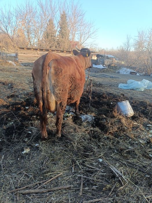 Продам корову 7 лет