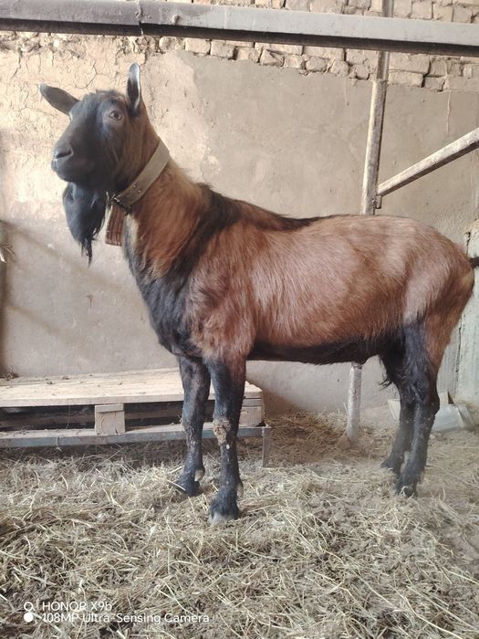 Такачалар сотилади