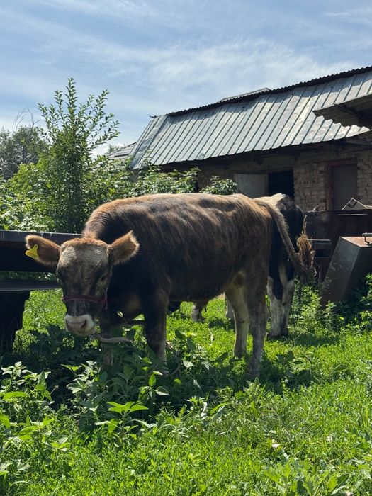 Продам Бычков годовалых