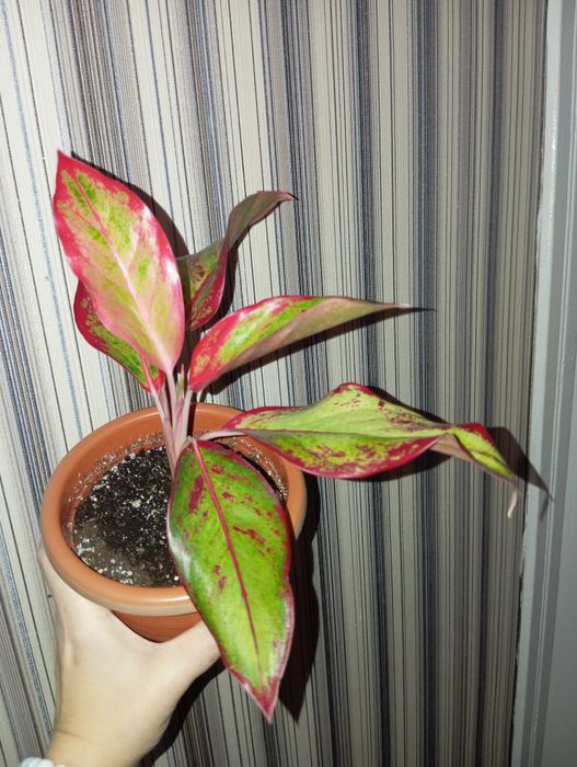 Продам Аглаонема разных сортов