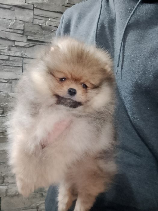 Померан померани