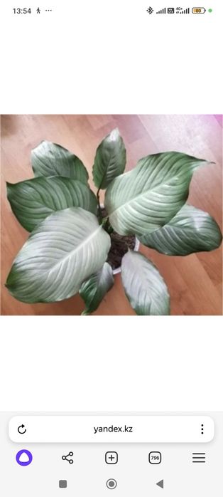 Спатифиллум сплит Милк пролитое молоко split milk