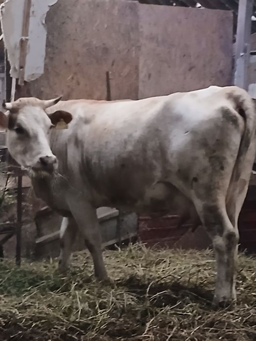 Vand vaca cu vitel