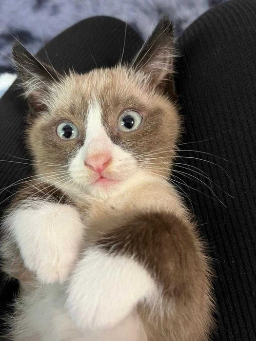 Отдам котят в хорошие руки