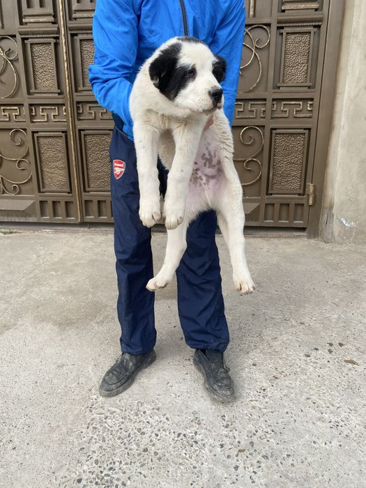 Алабай щенки 2 месяца