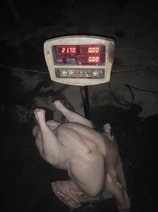 Big 6 jo’jalari sotiladi