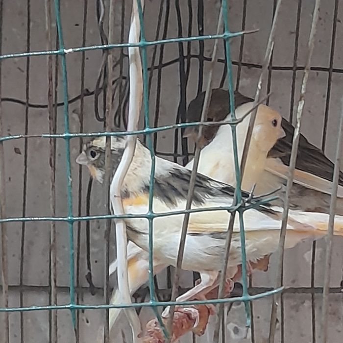 Канарейкалар сотилади.