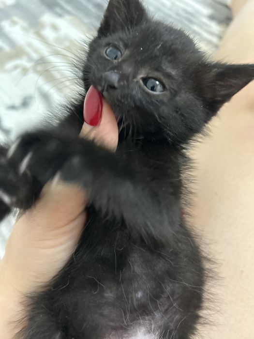 Котенок в добрве руки