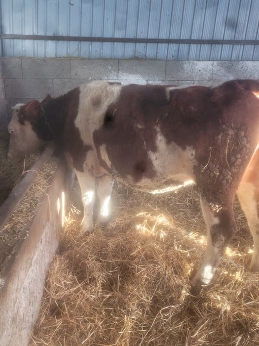 Vând vaca gestanta cu belgian