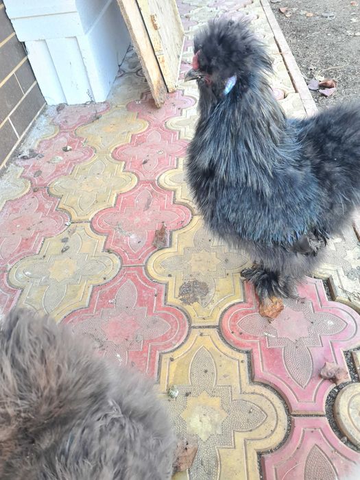 Perechi matase japoneza