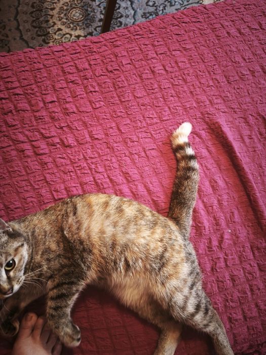 Нашли котенка очень добрая девочка ищем хозяина