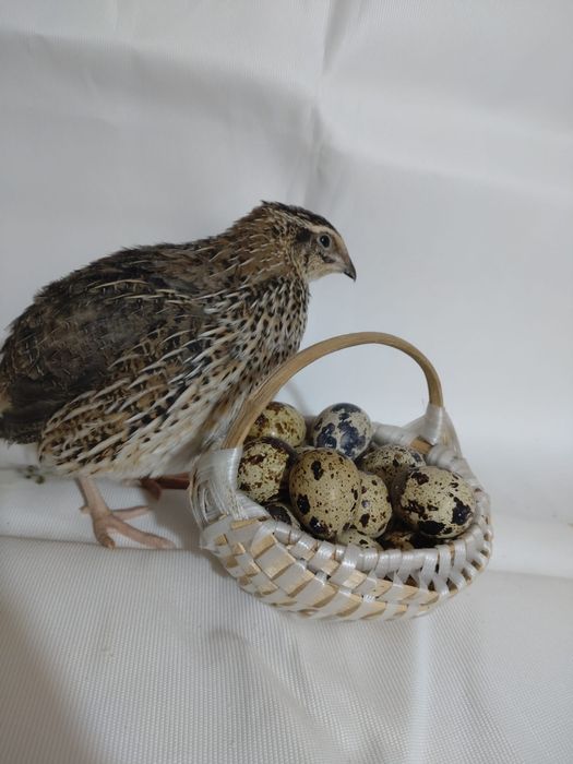 Ouă de Prepeliță proaspete pentru consum sau de incubat