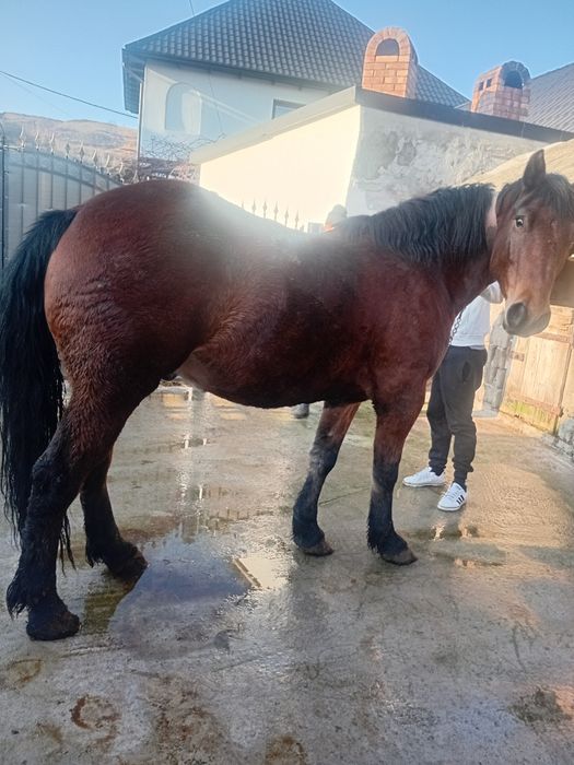 Cal de vânzare 4 ani