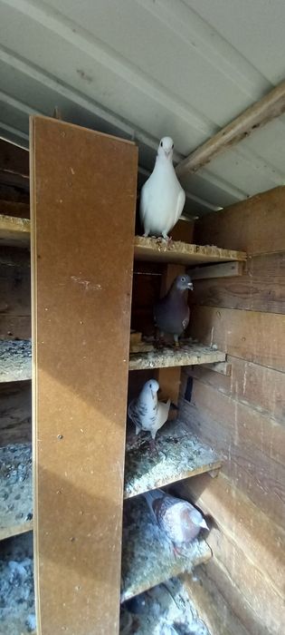 Vând porumbei tineri, inelati și neinelati