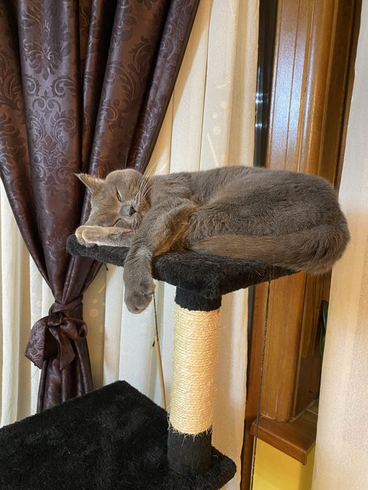 Motan british shorthair blue