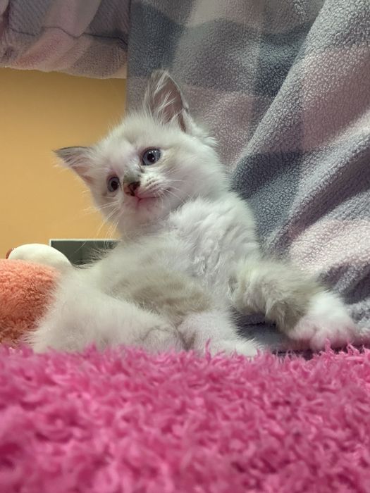 Отдам котят в хорошие руки