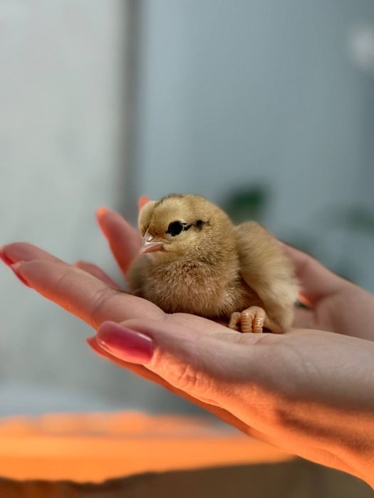 Хан хяп (корея) цыплята,  инкубационное  яйцо