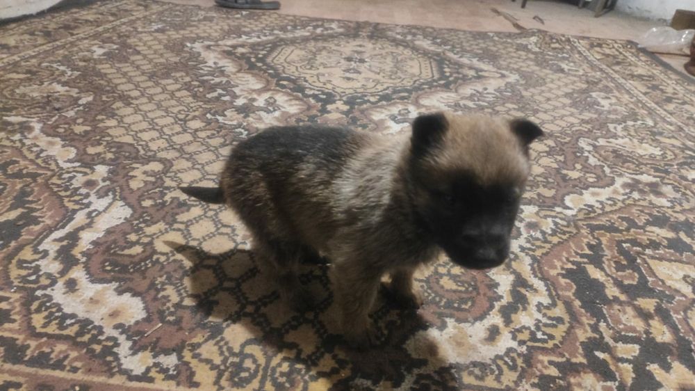 Щенки месячные .