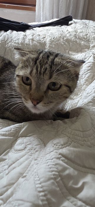 Котик продаётся цена договоримся