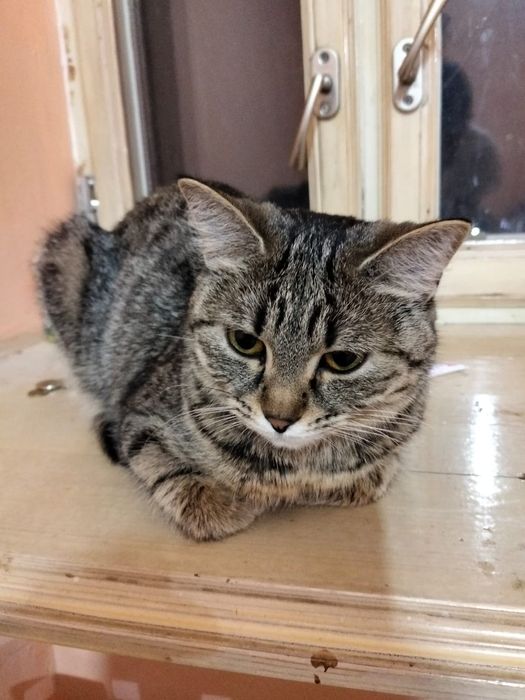 Отдам кошечку в добрые руки