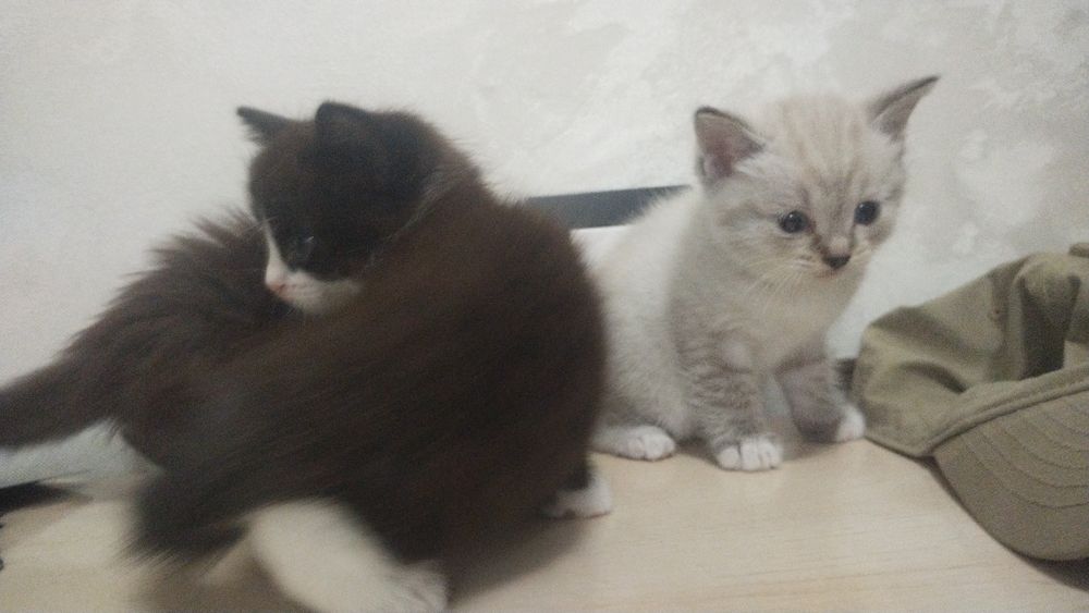 Котята 1.5 месяца