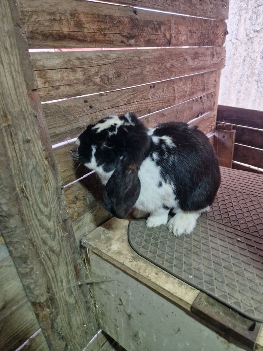 3 femele berbec german