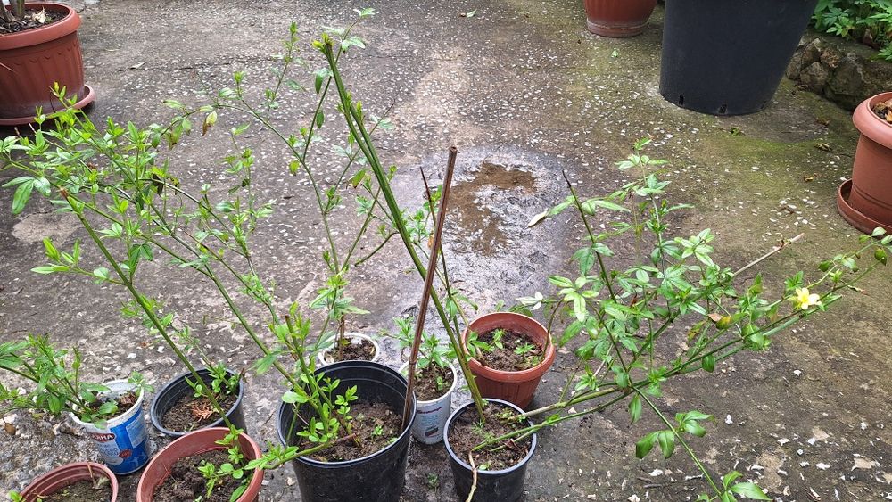 Продавам растение Зимен Жасмин (Jasminum nudiflorum)