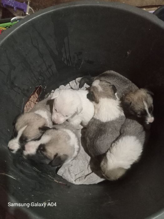 Продам шенят аллабая