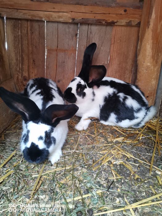 Iepuri uriaş de Transilvania si fluture German