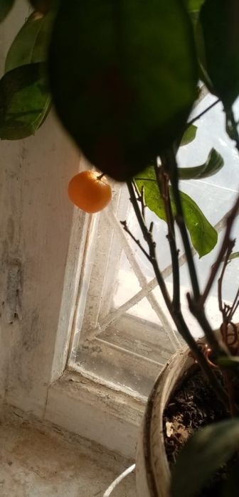 Продаю мандариновое дерево карлик