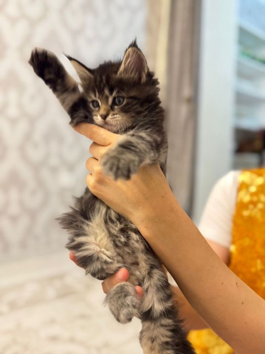 Мейкун котенок 1,5 месяца