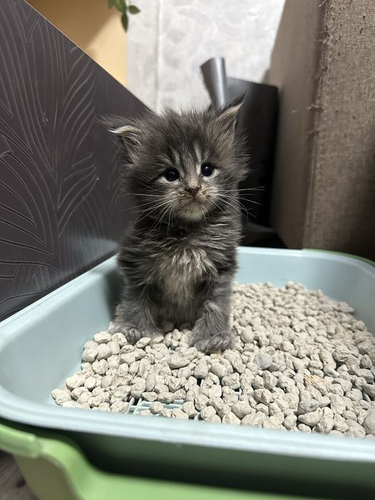 Котята Мейнкуны полидакты!