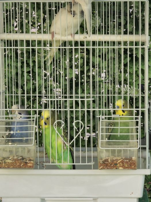 Волнистый попугай Valnisti paralar