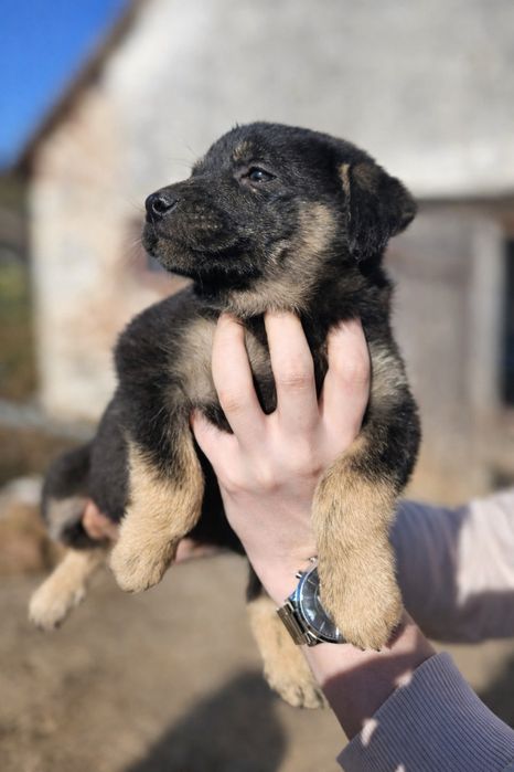 Adopție cațeluşă