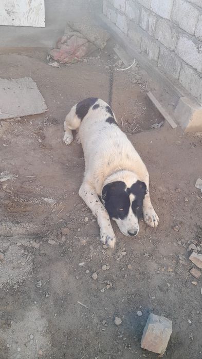 Алабай сатылады или