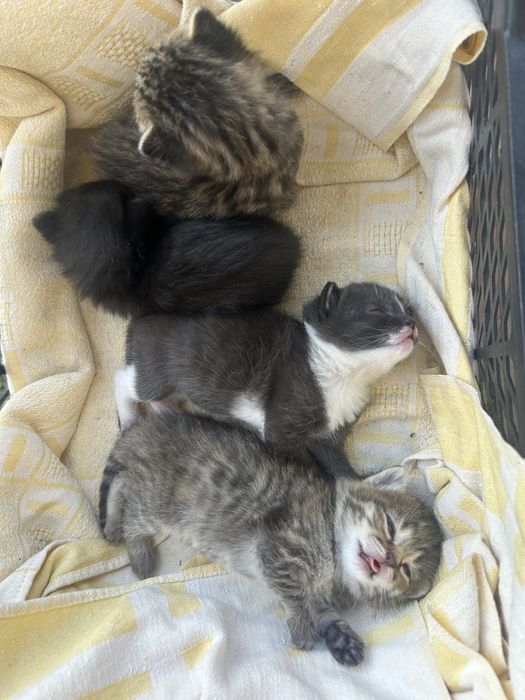 котята в добрые руки