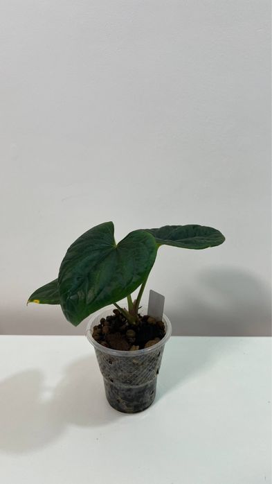anthurium Luxurians CF