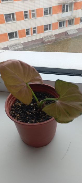 Сингониумы 2 вида