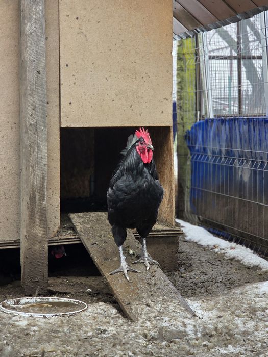 Cocos Austrolop de vanzare