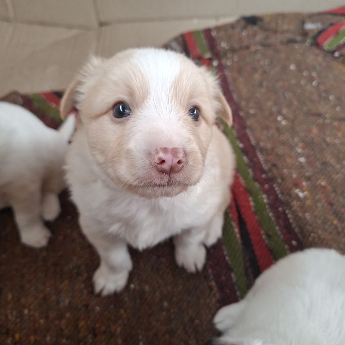 Сладки малки кученца