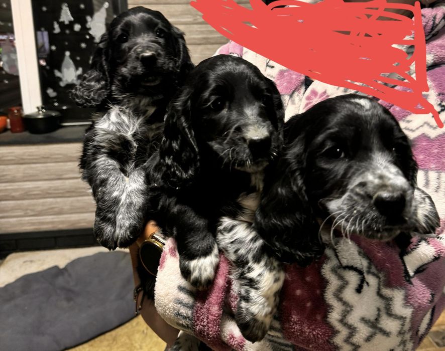 Щенки спаниеля 1 штука осталась , кабель