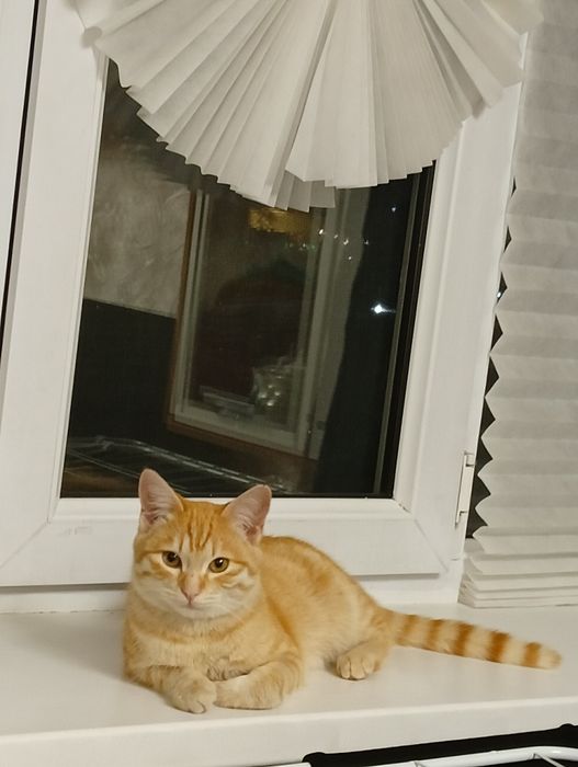 В добрые руки кот