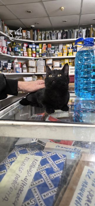 Отдам в добрые руки