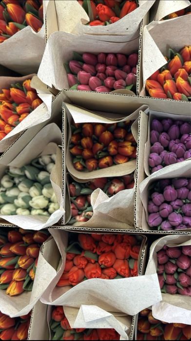 Предзаказ тюльпанов на 8 марта высокие 60см розница 550 тенге 1 шт