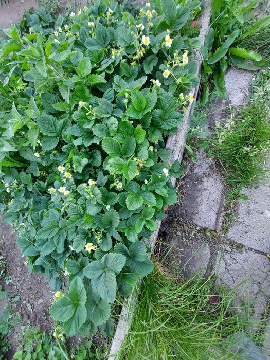 Рассада клубники